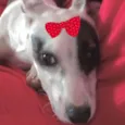 Lola