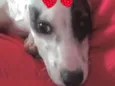 Lola