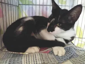 Gato raça SRD-ViraLata idade 3 anos nome Frank