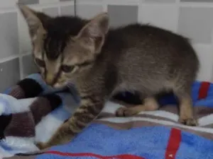 Gato raça SRD-ViraLata idade Abaixo de 2 meses nome Valentina 