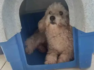 Cachorro raça Poodle idade 4 anos nome Bruna