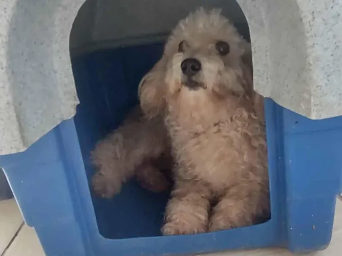 Cachorro ra a Poodle idade 4 anos nome Bruna