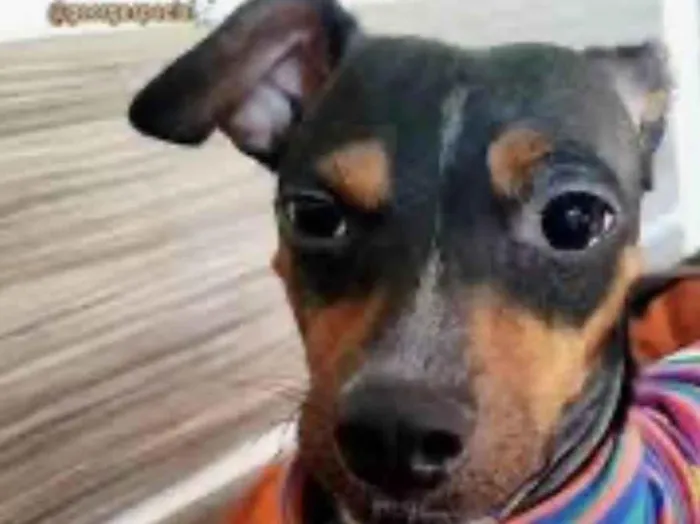 Cachorro ra a Pinscher idade 7 a 11 meses nome Dino 