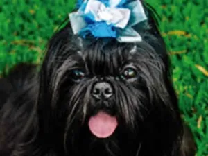 Cachorro raça Mestica  idade 7 a 11 meses nome Dora 