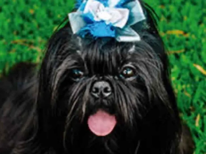 Cachorro ra a Mestica  idade 7 a 11 meses nome Dora 