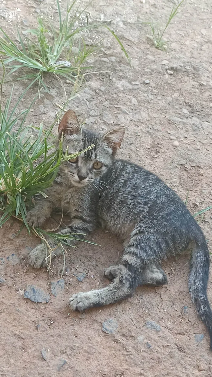 Gato ra a SRD-ViraLata idade 2 a 6 meses nome Lily