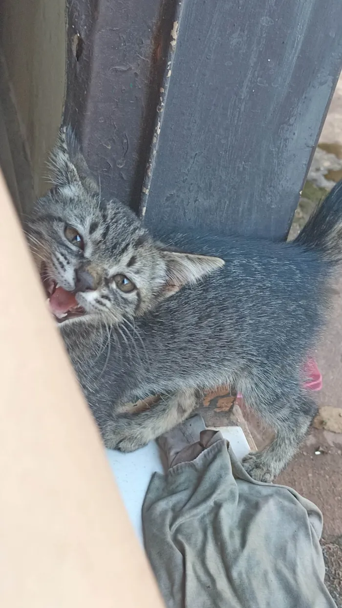 Gato ra a SRD-ViraLata idade 2 a 6 meses nome Lily