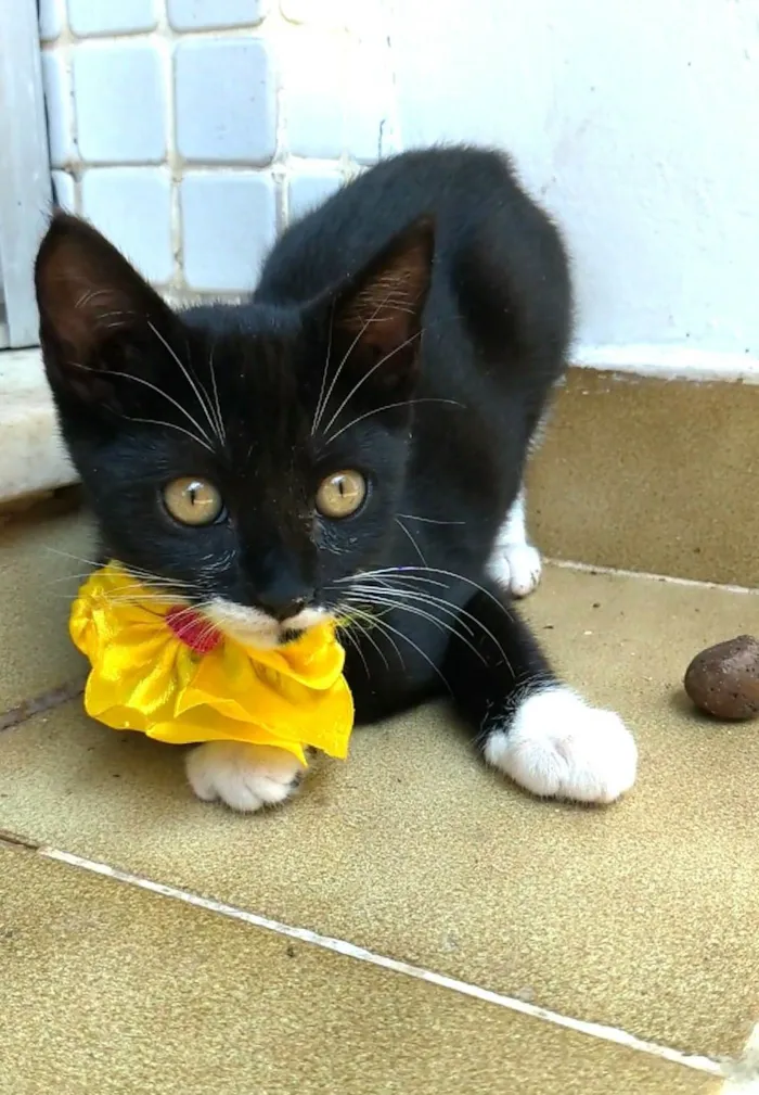 Gato ra a srd idade 2 a 6 meses nome TALIA