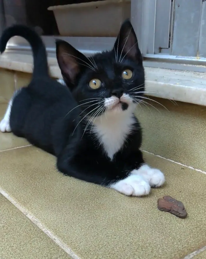 Gato ra a srd idade 2 a 6 meses nome TALIA