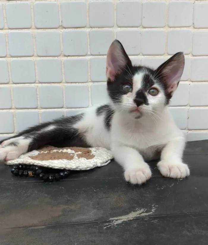 Gato ra a srd idade 2 a 6 meses nome TÉO