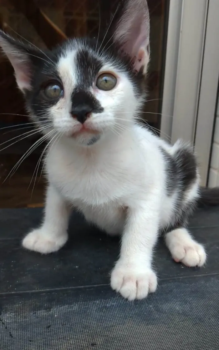 Gato ra a srd idade 2 a 6 meses nome TÉO