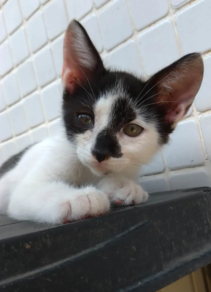 Gato ra a srd idade 2 a 6 meses nome TÉO