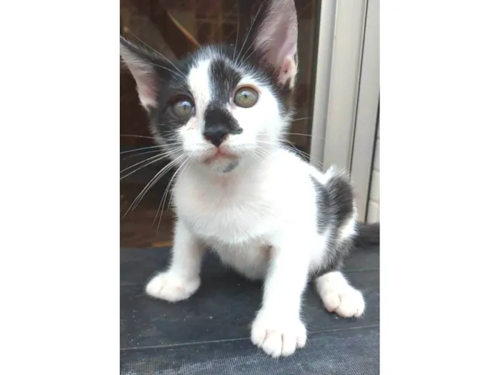 Gato ra a srd idade 2 a 6 meses nome TÉO