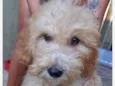 Bobby