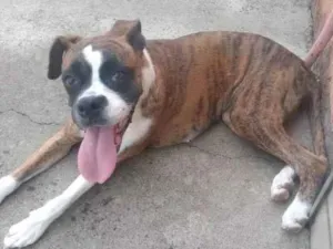 Cachorro raça Boxer idade 7 a 11 meses nome Jade