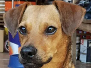 Cachorro raça Mestico idade 7 a 11 meses nome Marley 