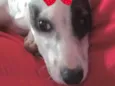 Lola