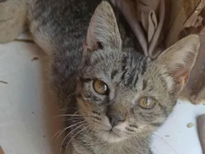 Gato raça SRD-ViraLata idade 2 a 6 meses nome Lily