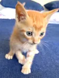Pedroca