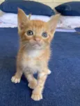 Pedroca