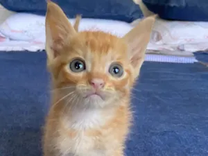 Gato raça Srd idade Abaixo de 2 meses nome Pedroca