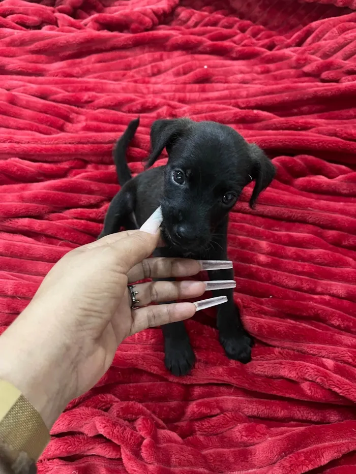 Cachorro ra a SRD-ViraLata idade 2 a 6 meses nome K1