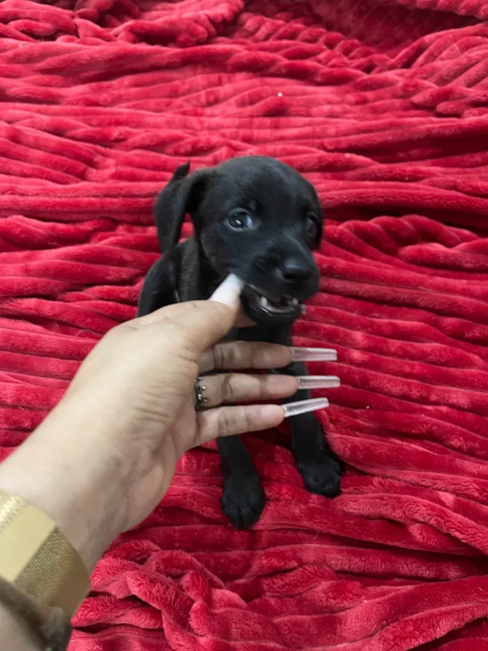 Cachorro ra a SRD-ViraLata idade 2 a 6 meses nome K1