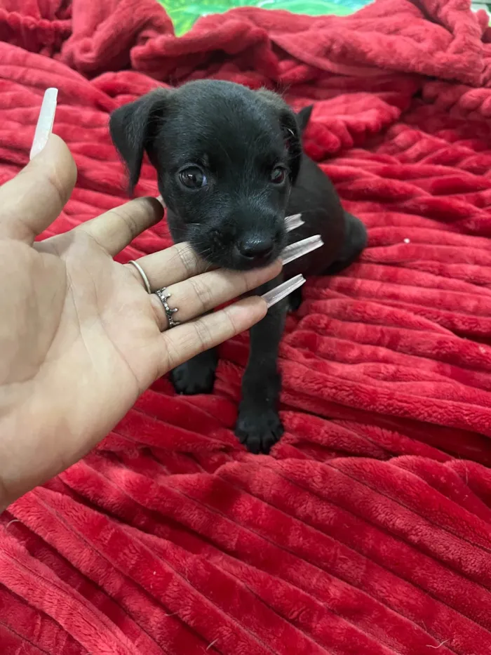 Cachorro ra a SRD-ViraLata idade 2 a 6 meses nome K1
