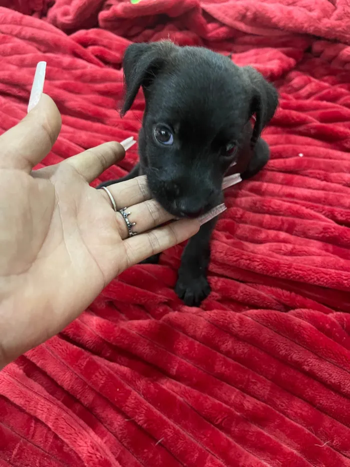 Cachorro ra a SRD-ViraLata idade 2 a 6 meses nome K1