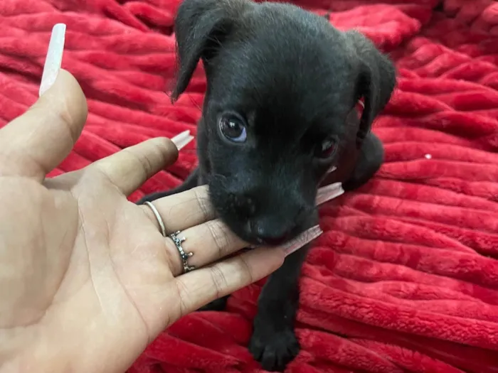 Cachorro ra a SRD-ViraLata idade 2 a 6 meses nome K1