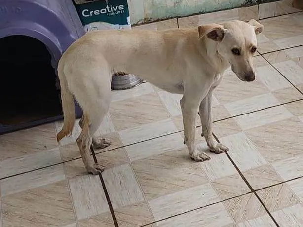 Cachorro ra a SRD-ViraLata idade 1 ano nome Lua