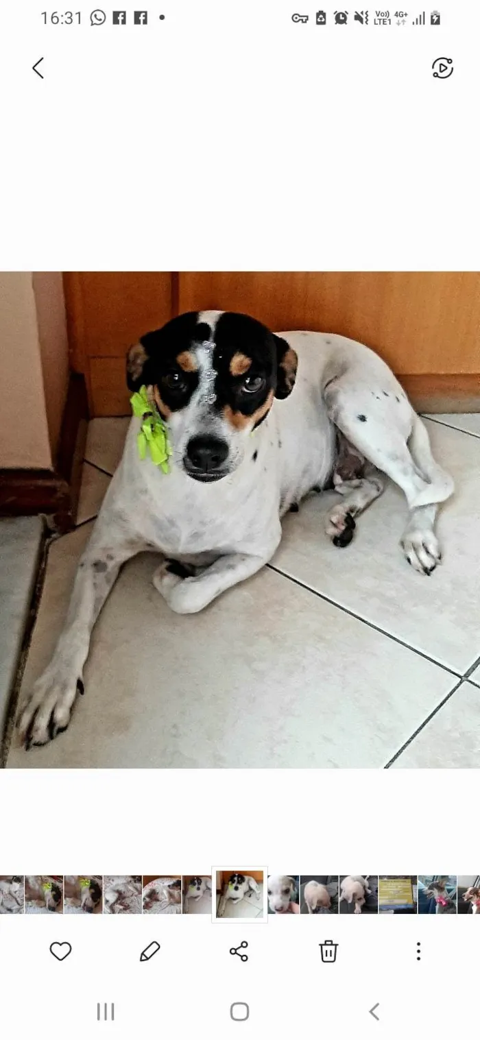 Cachorro ra a SRD idade 2 anos nome Julie
