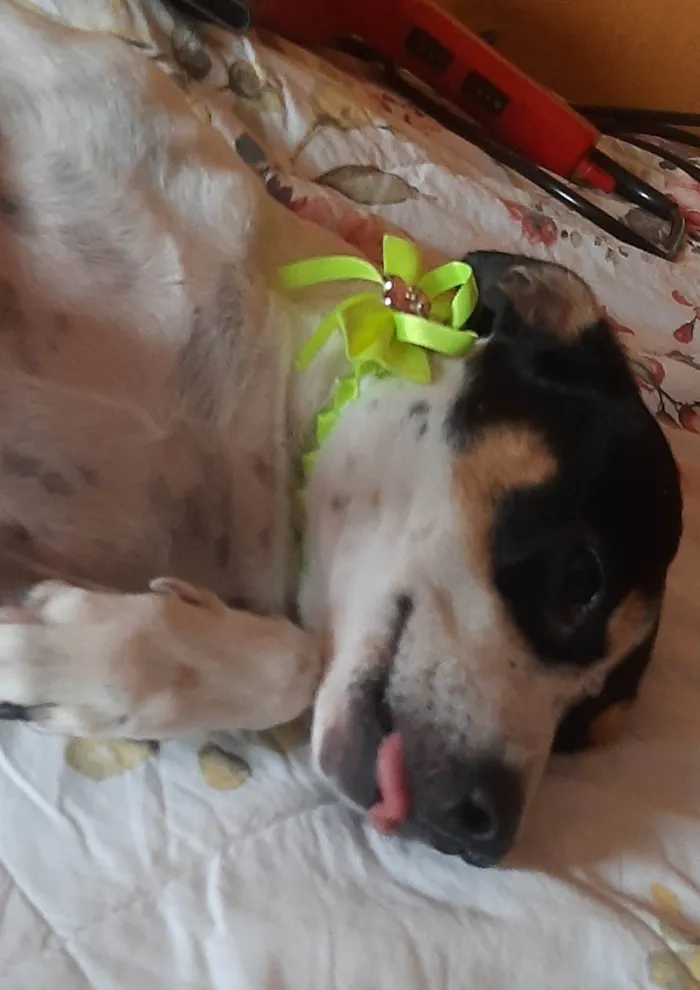 Cachorro ra a SRD idade 2 anos nome Julie