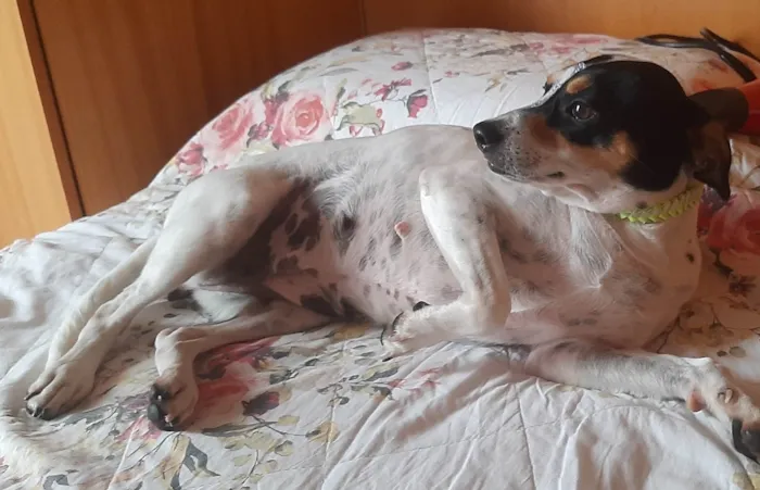 Cachorro ra a SRD idade 2 anos nome Julie