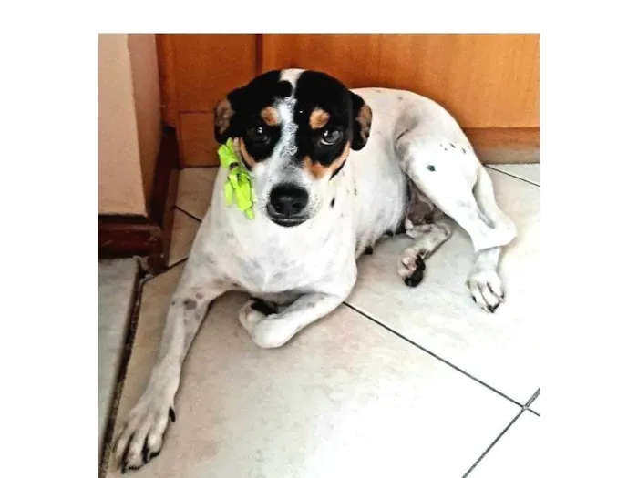 Cachorro ra a SRD idade 2 anos nome Julie