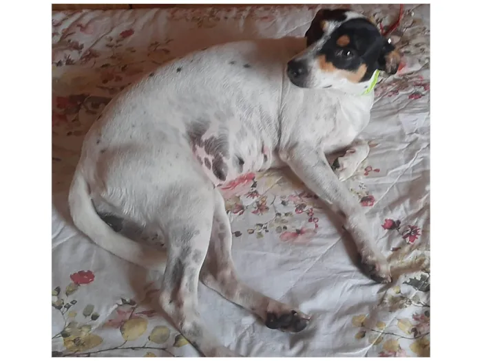 Cachorro ra a SRD idade 2 anos nome Julie