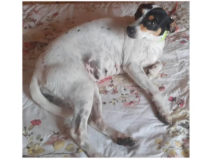 Cachorro ra a SRD idade 2 anos nome Julie