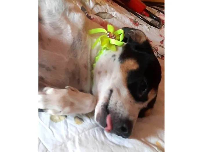 Cachorro ra a SRD idade 2 anos nome Julie