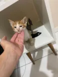 Cadinho