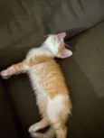 Cadinho