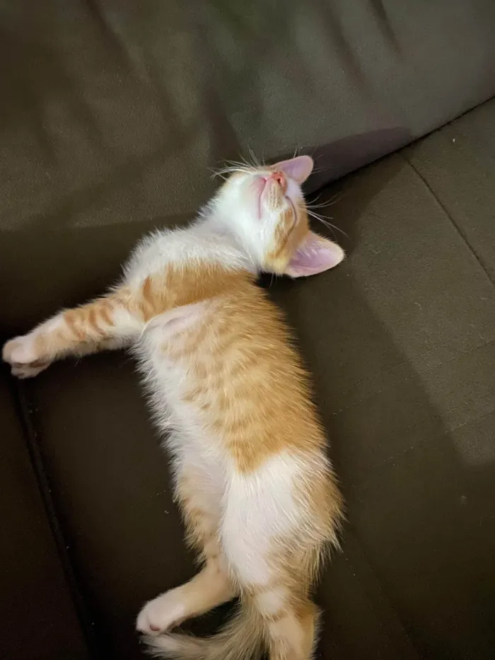 Gato ra a Vira lata idade 2 a 6 meses nome Cadinho
