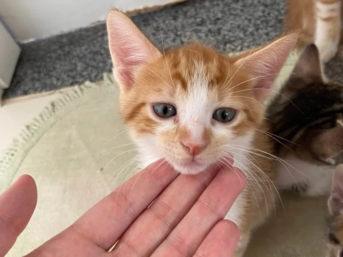 Gato ra a Vira lata idade 2 a 6 meses nome Cadinho
