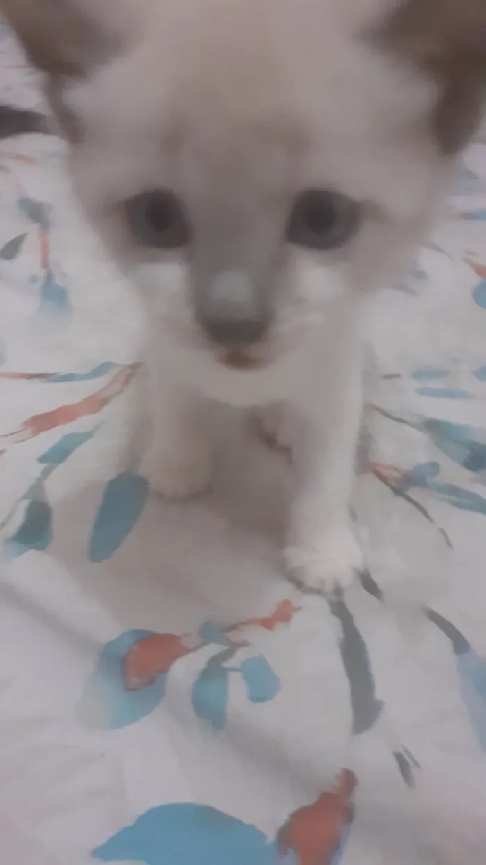 Gato ra a SRD idade Abaixo de 2 meses nome Gandalf