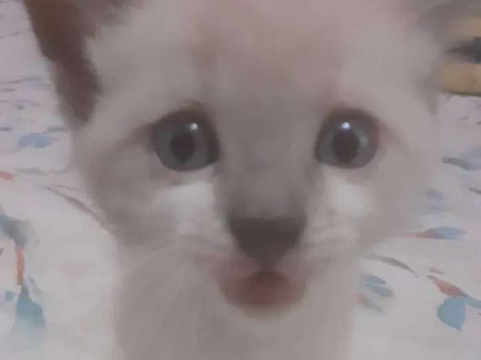 Gato ra a SRD idade Abaixo de 2 meses nome Gandalf