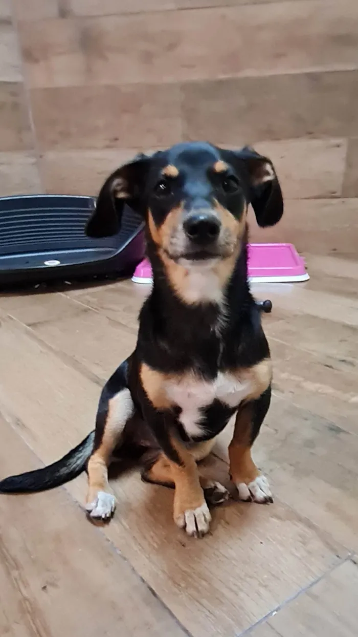 Cachorro ra a SRD idade 2 a 6 meses nome LUNA