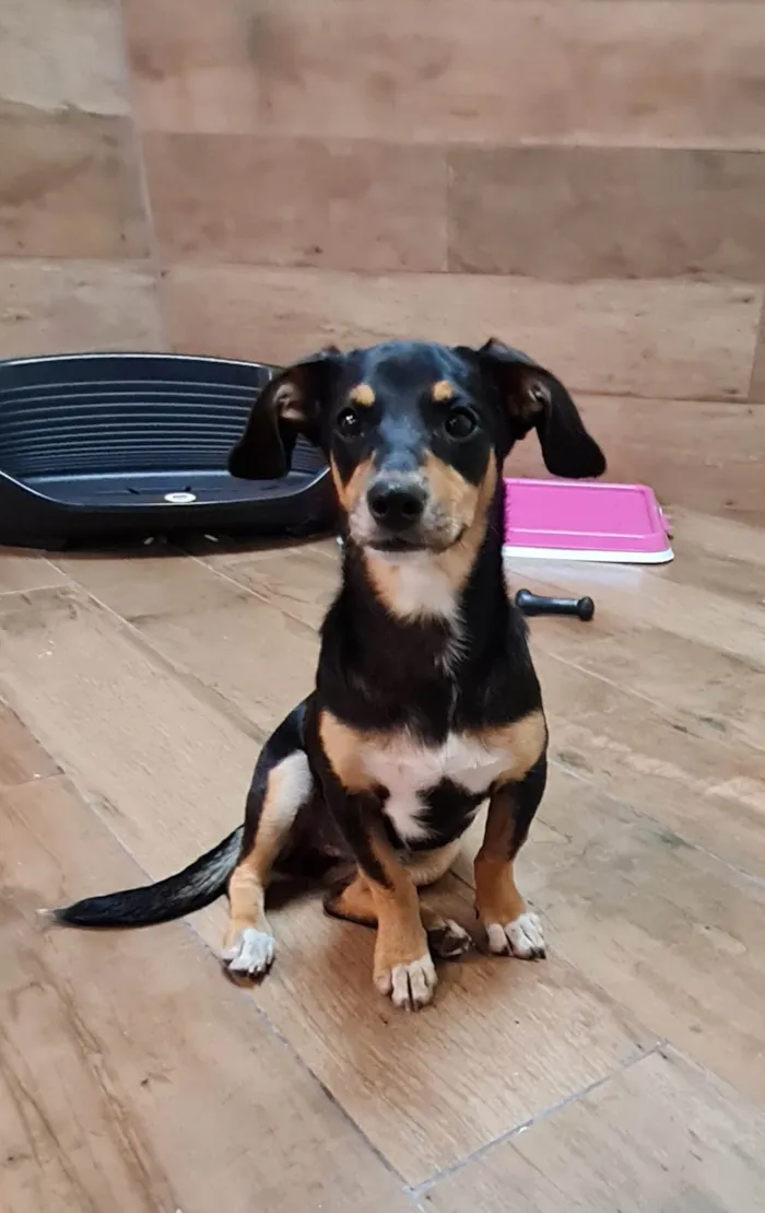 Cachorro ra a SRD idade 2 a 6 meses nome LUNA