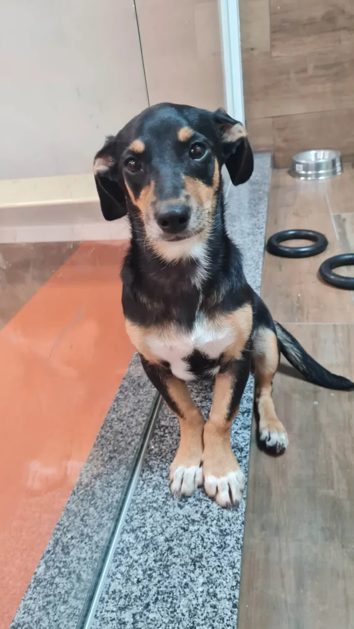 Cachorro ra a SRD idade 2 a 6 meses nome LUNA