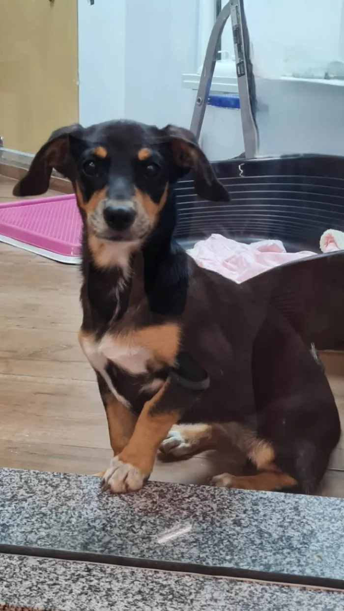 Cachorro ra a SRD idade 2 a 6 meses nome LUNA
