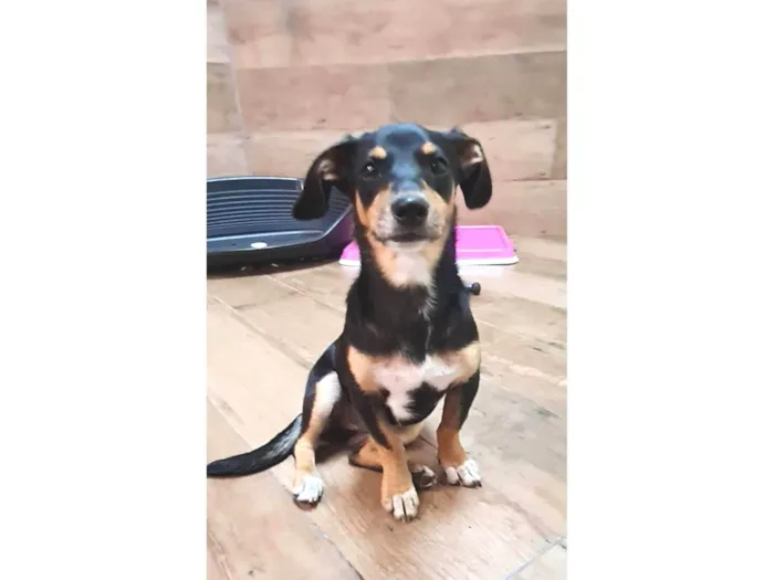 Cachorro ra a SRD idade 2 a 6 meses nome LUNA