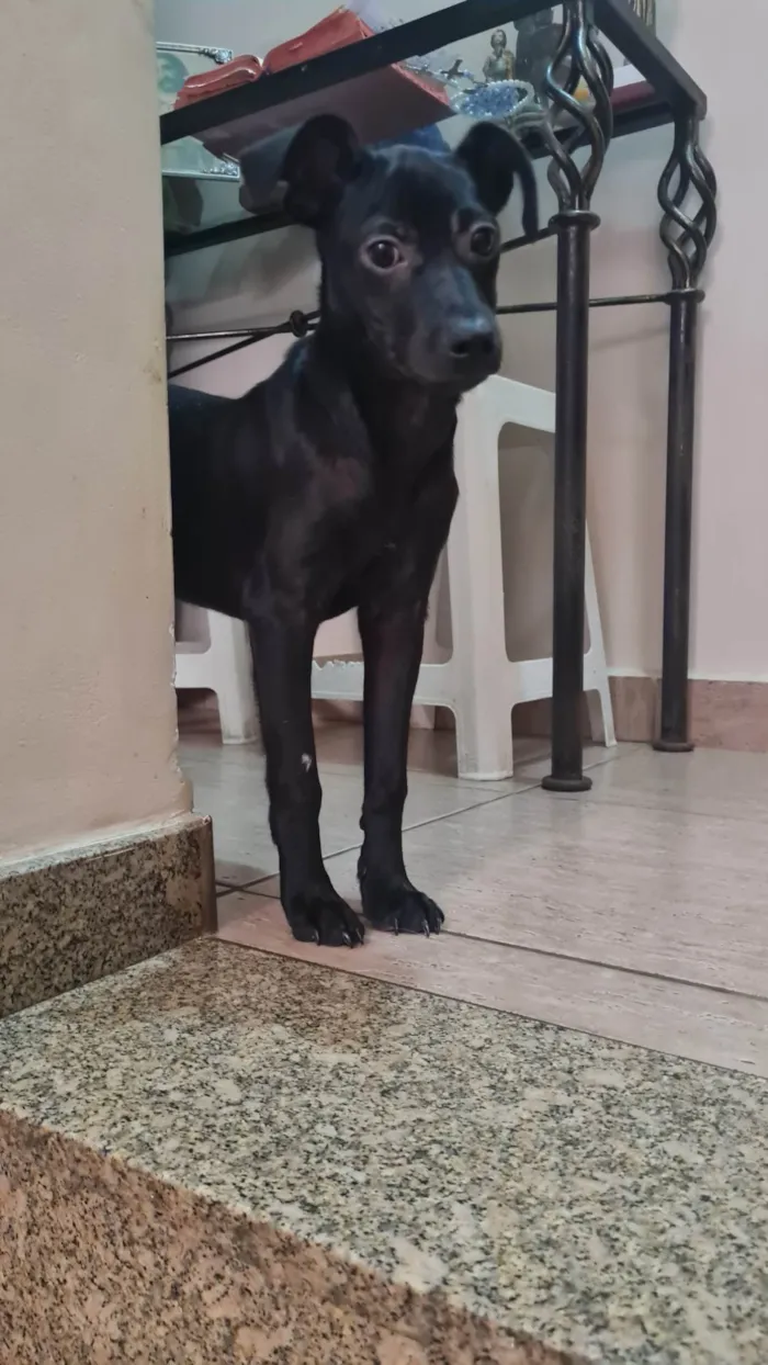 Cachorro ra a SRD idade 2 a 6 meses nome MINE